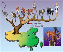 Evolution Tree