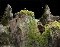 Samorost Online Flash Game